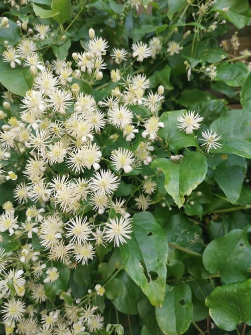 Old Man's Beard reference