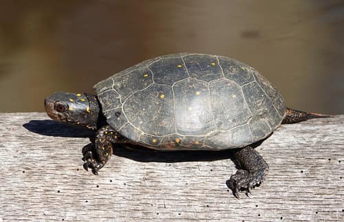 Spotted Turtle reference