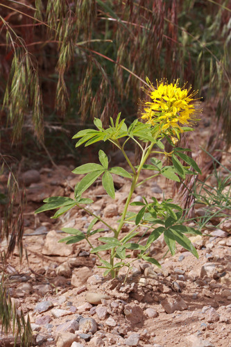 Yellow Beeplant reference