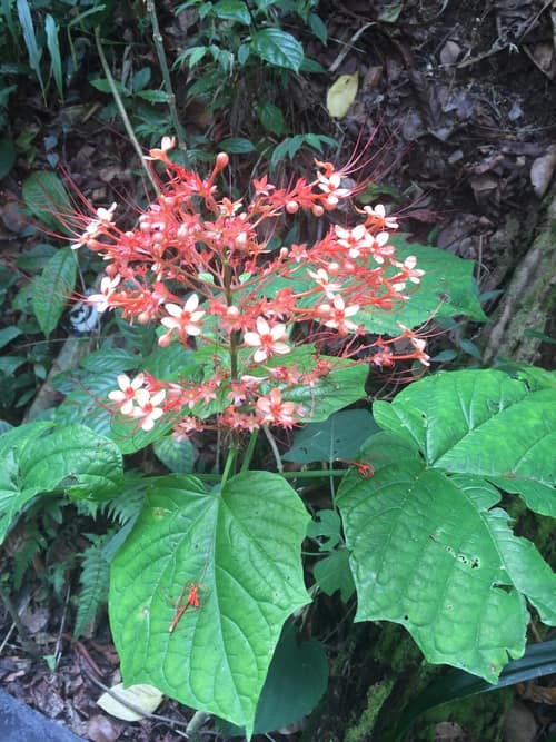 Pagoda Flower reference
