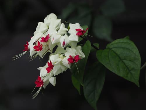 Bleeding Heart Vine reference