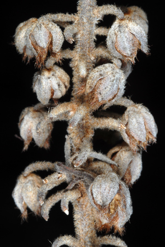 Mountain Pepperbush reference