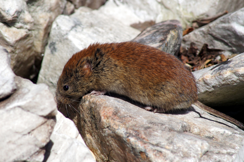 Southern Red-backed Vole reference