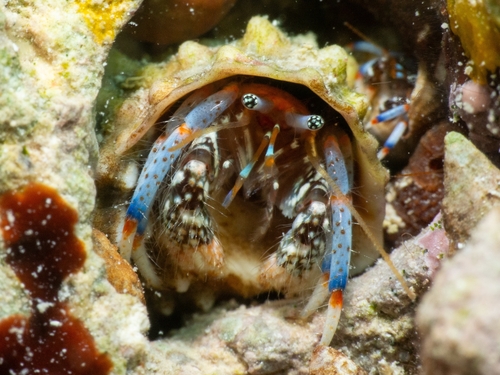 Blue-Legged Hermit Crab reference