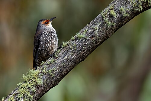 Red-browed Treecreeper reference