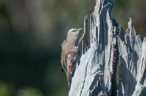 Brown Treecreeper reference