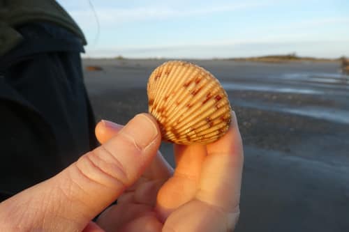 Nuttall's Cockle reference