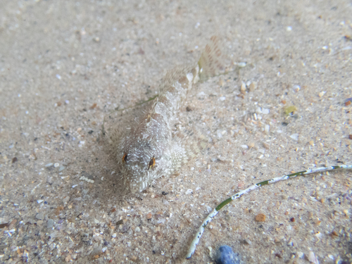 Woolly Sculpin reference
