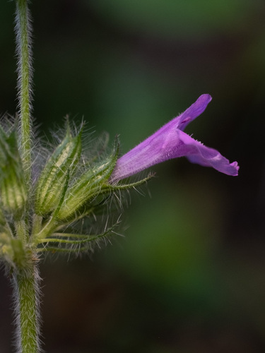 Wild Basil reference