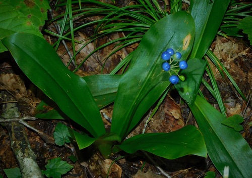 Speckled Wood-Lily reference
