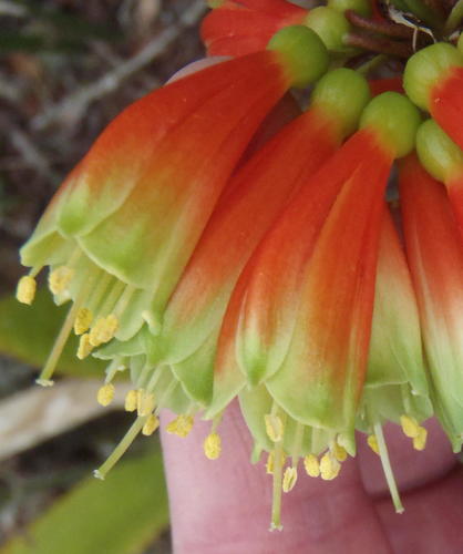 Bush Clivia reference