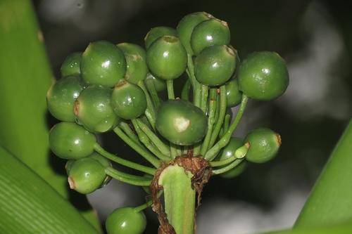 Swamp Clivia reference
