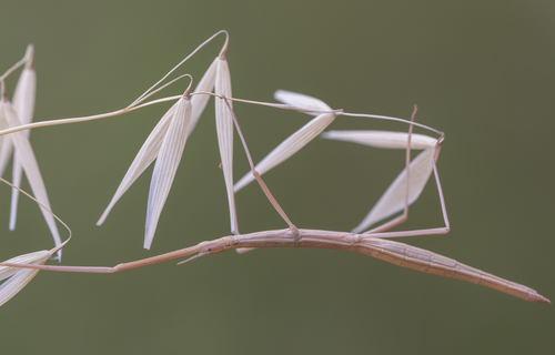 French Stick Insect reference