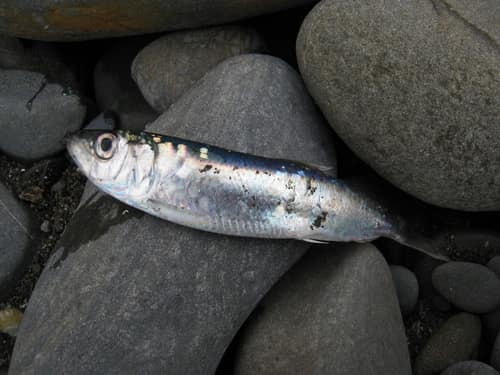 Atlantic Herring reference