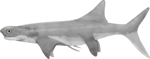 Cobelodus reference