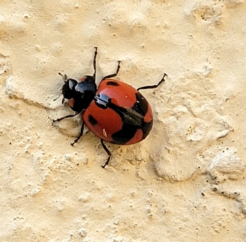 Transverse Ladybird reference