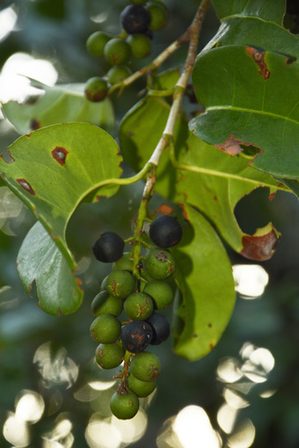 Pigeon Plum reference