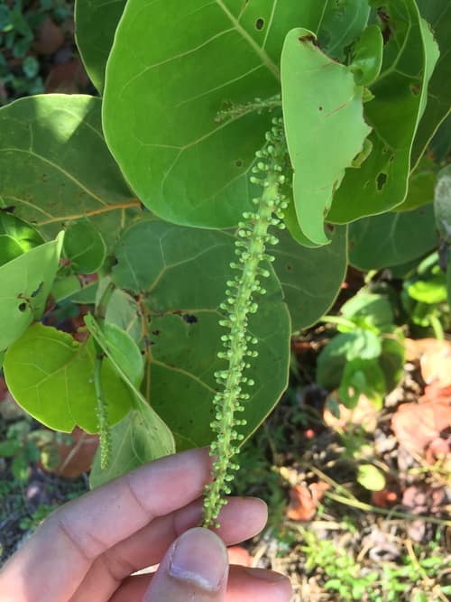 Sea Grape reference