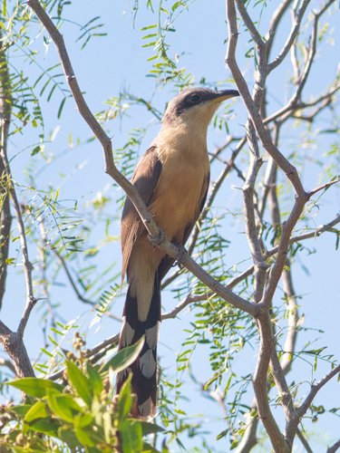 Mangrove Cuckoo reference