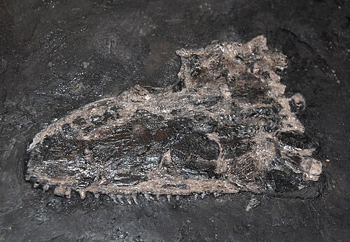 Cochleosaurus bohemicus reference