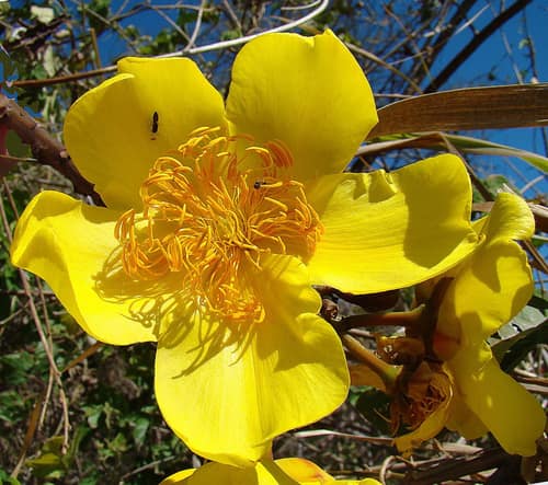 Buttercup Tree reference