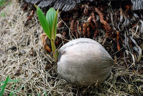 Coconut Palm reference