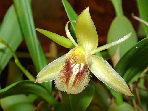 Fringed Coelogyne reference