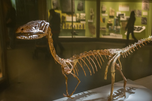 Coelophysis reference