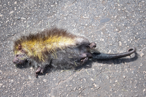 Black-tailed Hairy Dwarf Porcupine reference