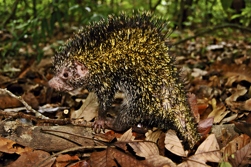 Black Dwarf Porcupine reference