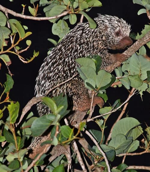 Brazilian Porcupine reference