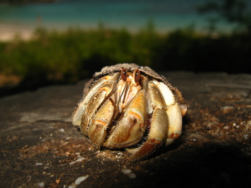 Ecuadorian Hermit Crab reference