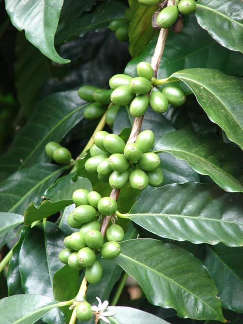 Coffee reference