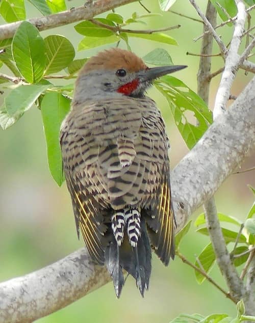 Gilded Flicker reference