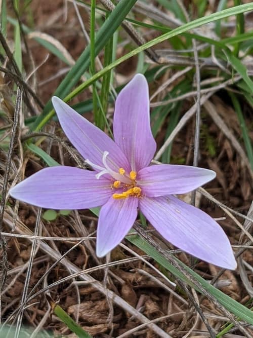 Autumn Crocus reference