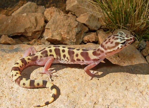 Western Banded Gecko reference