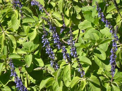 Forskohlii reference