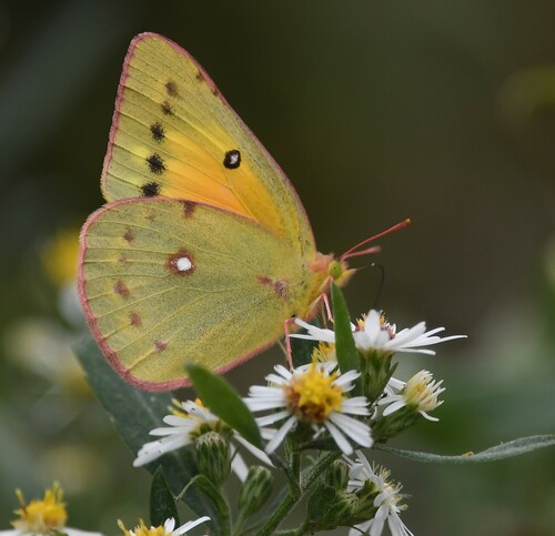 Orange Sulphur reference
