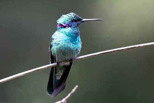 White-vented Violetear reference