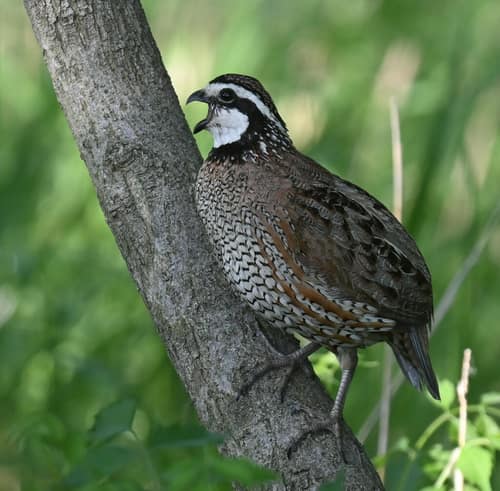 Northern Bobwhite reference