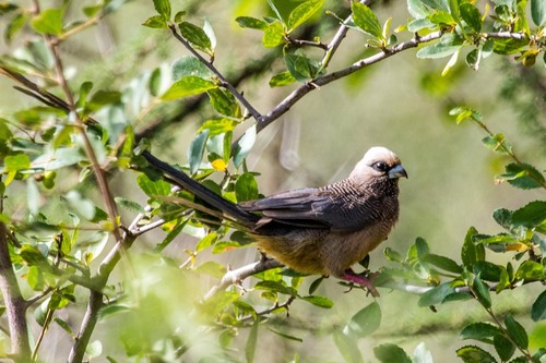 White-headed Mousebird reference