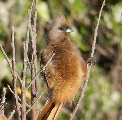 Speckled Mousebird reference