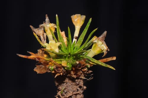 Antarctic Pearlwort reference