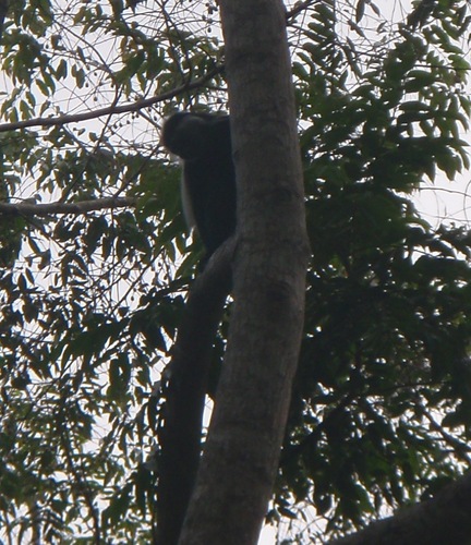 Angola Colobus reference