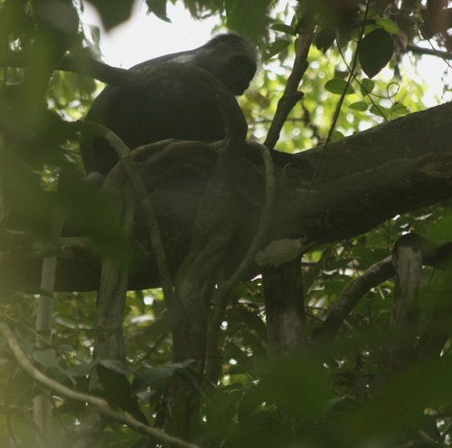King Colobus reference