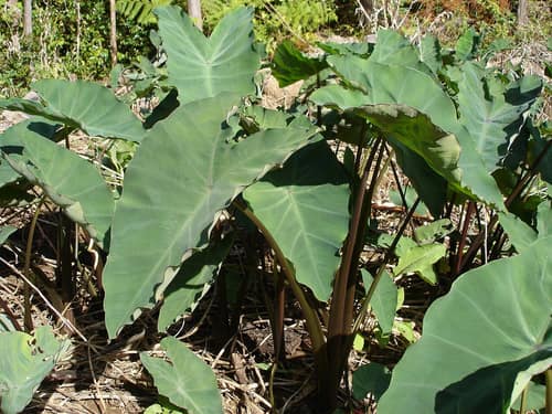 Taro reference
