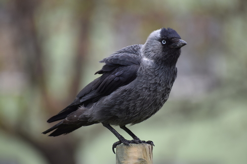 Eurasian Jackdaw reference