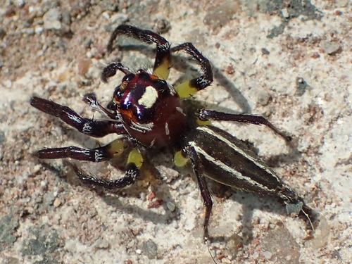 Sylvan Jumping Spider reference