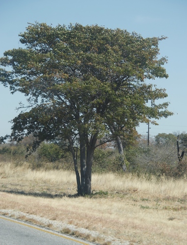 Mopane reference