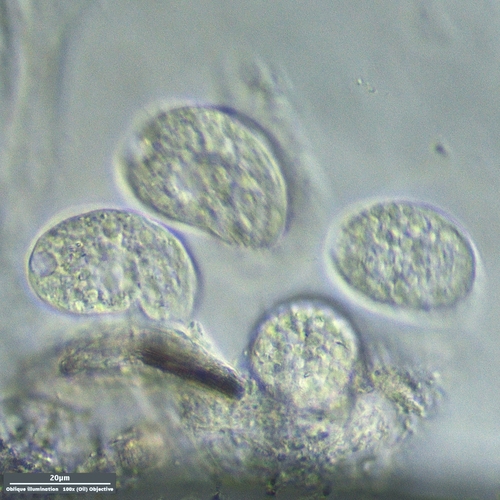 Colpoda steinii reference
